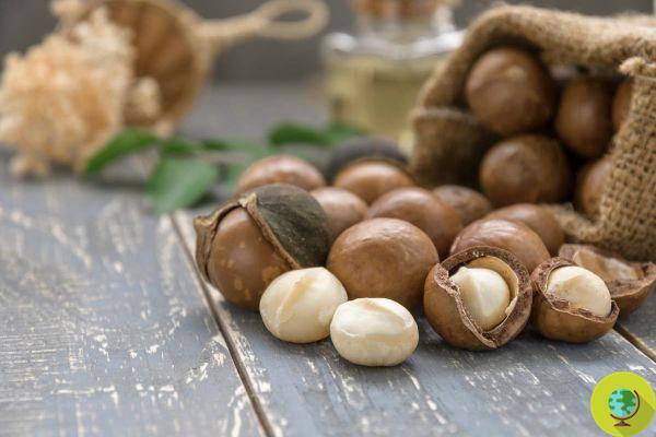 Macadamia nuts now face extinction in the wild. Inserted in the IUCN Red List