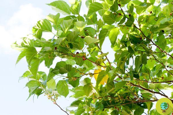 Morera: por qué empezar a cultivar este árbol antipolución, una planta medicinal, milenaria y olvidada, con deliciosos frutos