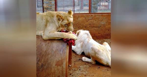 Sauvons Mufasa, le très rare lion blanc qui risque de devenir un trophée de chasse (PÉTITION)