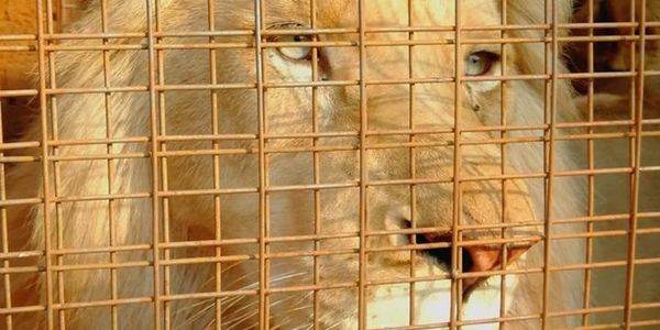 Salvemos a Mufasa, el rarísimo león blanco que corre el riesgo de convertirse en trofeo de caza (PETICIÓN)