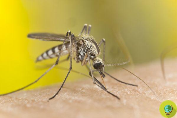 Mosquitoes: can transmit equine encephalitis, a deadly virus that 'blows the brain'