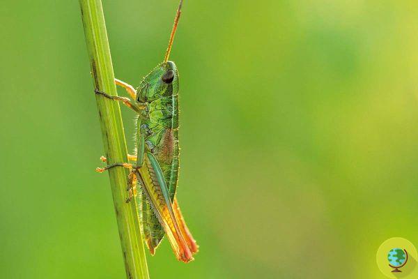 Les insectes disparaissent : espèces réduites d'un tiers en 10 ans. La situation est plus grave que prévu