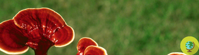 Cancer: from mushrooms new enzymes to fight tumors