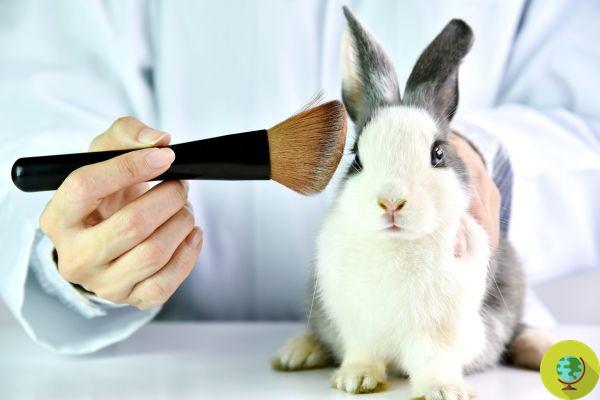 L'Europe est sur le point de briser l'interdiction des tests sur les animaux pour les cosmétiques, n'y retournons pas !