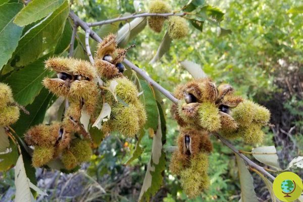 The legendary Ozark chestnut believed to be extinct is being reborn thanks to the stubbornness of a man