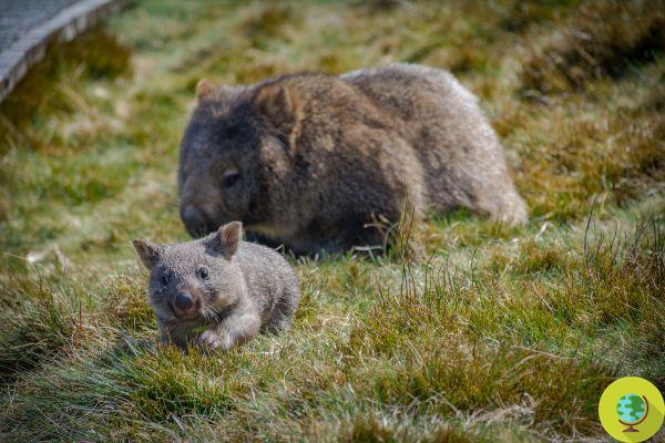They annoy a farmer: 200 wombats will be culled in the aboriginal lands of Australia