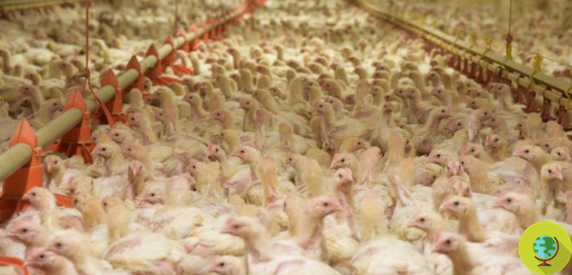Gripe aviar: 6 millones de pollos sacrificados en Japón mientras India cierra el mercado avícola más grande