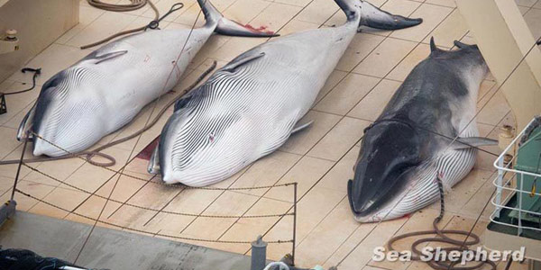 Arrêtons le massacre des baleines : le Japon bloque la réserve marine (PÉTITION)
