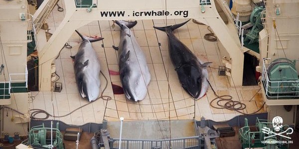 Detengamos la matanza de ballenas: Japón bloquea la reserva marina (PETICIÓN)