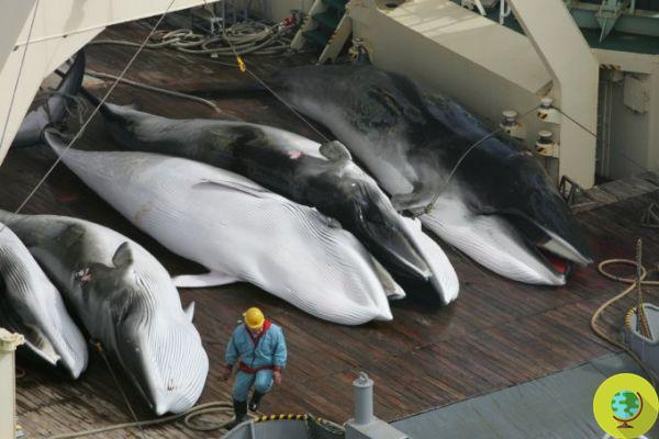 Vamos parar o abate de baleias: o Japão bloqueia a reserva marinha (PETIÇÃO)