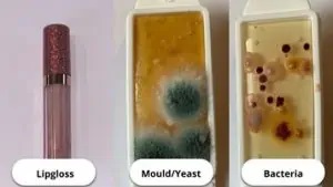 Your makeup brushes contain more bacteria and mold than the toilet, the disgusting microscope test