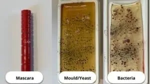 Your makeup brushes contain more bacteria and mold than the toilet, the disgusting microscope test