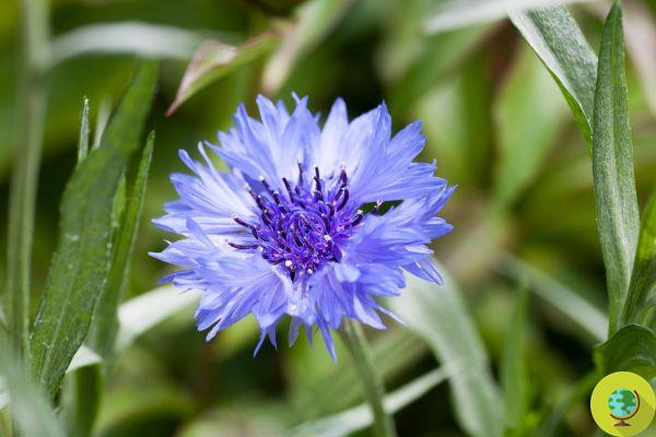 Goodbye cornflower? The death of bees and pollinating insects puts flower seeds at risk