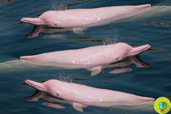 Pink dolphins return to populate Hong Kong's waters after the blockade linked to the coronavirus