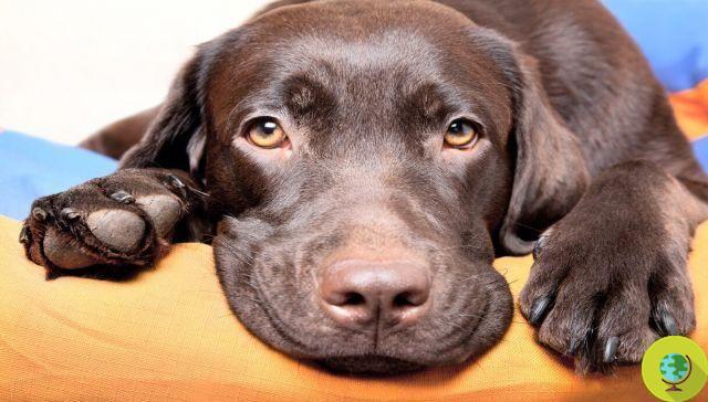 Sweet eyes and oxytocin - that's why dogs are like babies