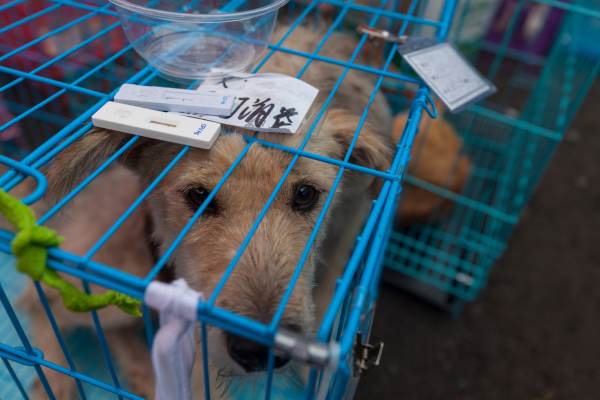 Victory! The world's largest dog meat slaughterhouse closes