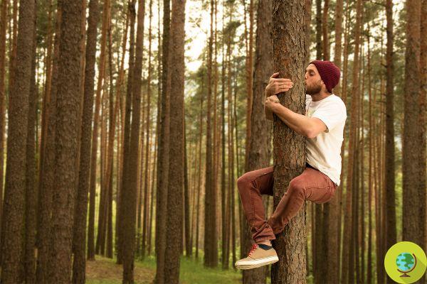 Iceland recommends hugging trees while waiting to be able to do it again with people