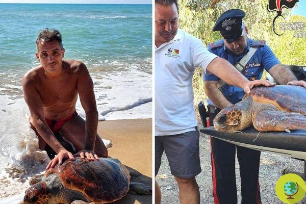 Ela arriscou morrer presa em um saco plástico, mas o carabiniere salva a tartaruga em perigo