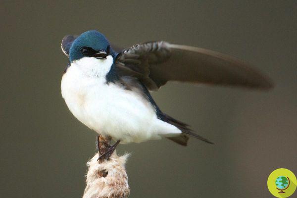Les oiseaux risquent de mourir de faim à cause du changement climatique