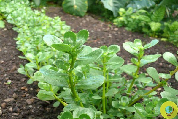 Portulaca: como cultivar esta planta benéfica em seu jardim, considerada por muitos como apenas uma erva daninha