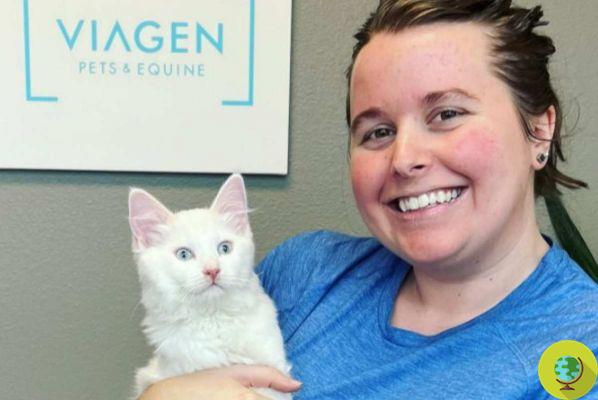 She pays $ 25 to clone her dead cat, the new frontier of the pet business