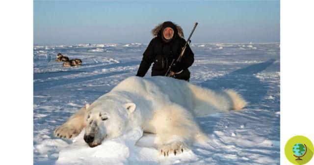 A caça ao urso polar reabre no Canadá. O testemunho de um caçador