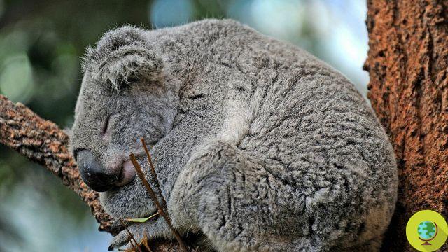Hugging the trees: the koala's secret to fighting the heat