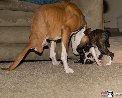 Duncan, the legless boxer puppy who moved the web (VIDEO)