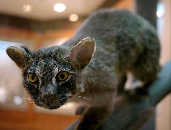 5 mysterious wild cats you may never have heard of