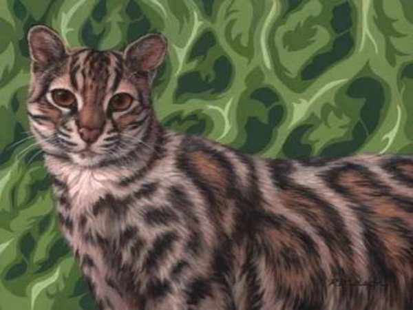 5 mystérieux chats sauvages dont vous n'avez peut-être jamais entendu parler