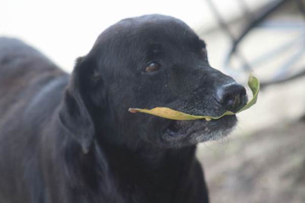 O cachorro fofo que compra biscoitos… com folhas!