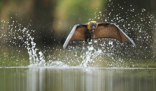 As 10 fotos mais bonitas de animais selvagens