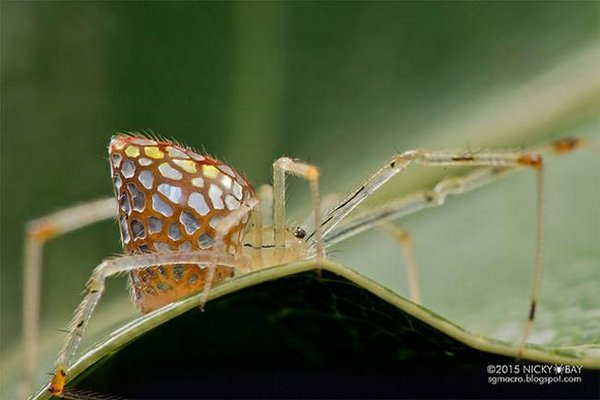 The spectacular mirror spiders: they look like made of silver (PHOTO)