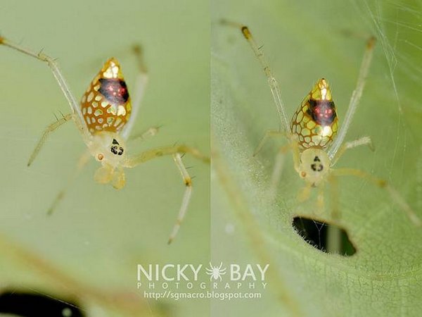 Las espectaculares arañas espejo: parecen hechas de plata (FOTO)