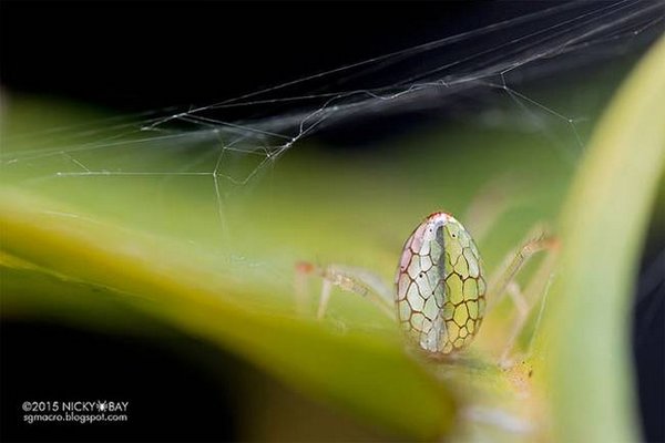 Las espectaculares arañas espejo: parecen hechas de plata (FOTO)