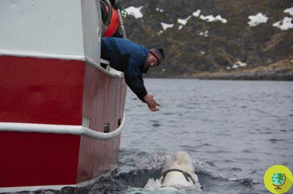 The Beluga Mystery Found with a Harness: Russian Navy Trained?