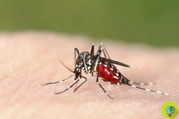 Tiger mosquito: discovered an innovative method to permanently eliminate it