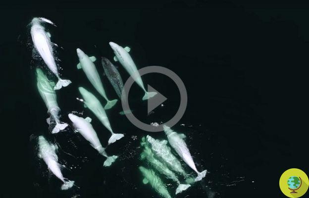 Este narval 'órfão' foi adotado pelas belugas (VIDEO)