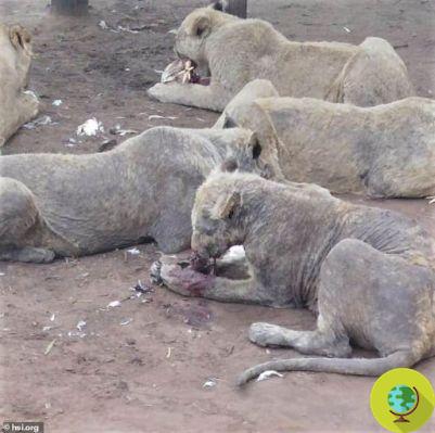 The terrifying images of neglected lions, bred to be petted by tourists