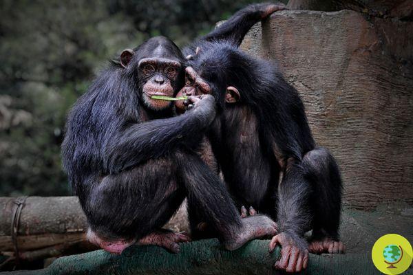 They escape from the enclosure of the Dutch zoo: chimpanzees killed in front of visitors