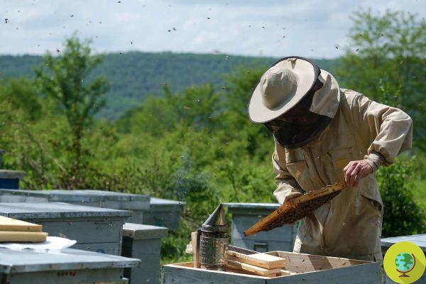 Cae sobre las colmenas y muere, tragedia para un apicultor de Urbino