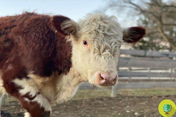 Young cow escapes from the slaughterhouse and now runs happily into a sanctuary
