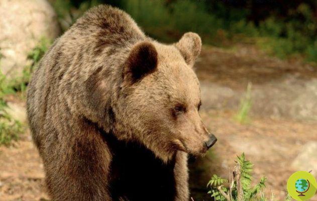 La génétique confirme : l'ours capturé sur le mont Peller est Gaia, Jj4