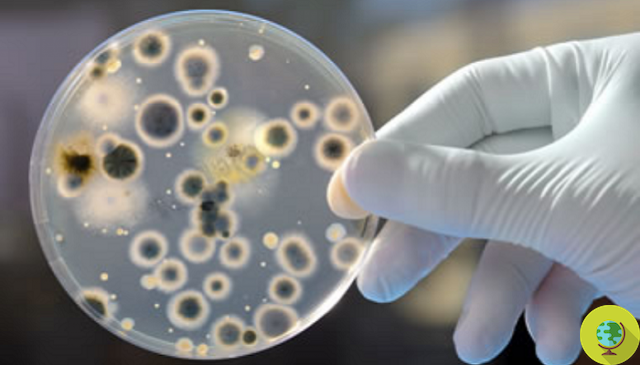 Candida Auris: o fungo assassino resistente a medicamentos
