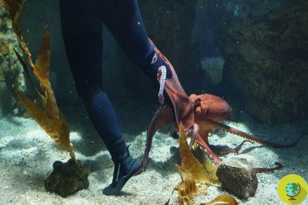 No, there is nothing affectionate about the giant octopus of the Genoa Aquarium that trapped the diver cleaning the tank