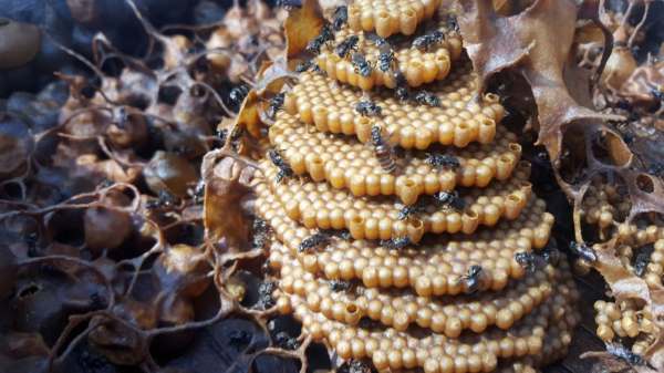 Ces abeilles construisent-elles d'étonnantes ruches en spirale (et personne ne sait pourquoi) ?