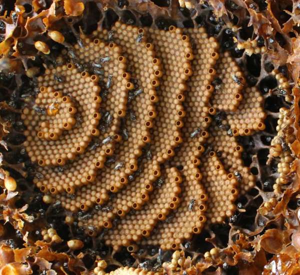 Do these bees build amazing spiral hives (and no one knows why)?