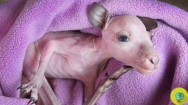 Lucky, le bébé kangourou sauvé grâce à la réanimation cardiorespiratoire