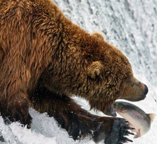 Berries instead of salmon: grizzly bears forced to change their diet due to climate change