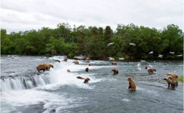 Bagas em vez de salmão: ursos pardos forçados a mudar sua dieta devido às mudanças climáticas